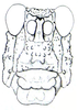 Ommexecha walkeri Kevan, 1959: Fig. 33. male face. (Otu).