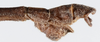 CollectionObject 1584203; 30878f10-b291-4e66-b3c6-404d13b6853b: copyright Frank Hennemann Coll. male: end of abdomen, lateral view (paratype). (CollectionObject).;CollectionObject 1584204; afe2b8cc-8cca-4cc3-a581-ed630563d766: copyright Frank Hennemann Coll. male: end of abdomen, lateral view (paratype). (CollectionObject).;CollectionObject 1584205; 15d01103-8493-4940-8377-8c409ca2af99: copyright Frank Hennemann Coll. male: end of abdomen, lateral view (paratype). (CollectionObject).