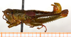 CollectionObject 1499426; 84e3a3ff-3863-437b-96fc-2a58bc45b3f4: male, lateral view (holotype of Jivarus albolineatus). (CollectionObject).