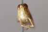 CollectionObject 1591764; 67a4e28f-af10-49fe-8cb8-6dc942c84e58: male, frontal view (paratype). (CollectionObject).