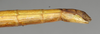 CollectionObject 1560014; NMW 1031, e4036e92-a584-435d-90b3-536c7d44e8fe: copyright NMW, Vienna. female: end of abdomen, lateral view (holotype). (CollectionObject).