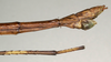 CollectionObject 1563673; NMW 850''', 42de79ad-7957-43cf-a496-fb726927f6af: copyright NMW, Vienna. male: end of abdomen, lateral view of Hermarchus biroi (lectotype). (CollectionObject).