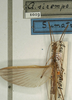 CollectionObject 1581327; NMW 1019', 680bc64b-cbf0-42fe-9603-f13e9d532555: copyright NMW, Vienna. male of synonym Necroscia siremps (paralectotype). (CollectionObject).