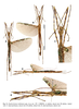 CollectionObject 2260486; 2fa27e12-80da-411e-96f9-d96f5a9b8236: copyright RBINS. male (holotype). (CollectionObject).