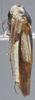 Habitus, lateral view on Dilobopterus obliquatulus (Jacobi, 1905): Lateral. (Observation).