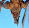 CollectionObject 1520548; 7295936e-9c77-4567-90fa-01f429bf9577: male, subgenital plate. (CollectionObject).