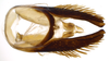 Pygofer, dorsal view on Polana (Culumana) torqua (DeLong & Freytag, 1972): Male specimen [DZRJ]: pygofer, valve and anal tube, dorsal view. (Observation).
