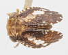 Habitus, dorsal view on Dictyssa obliqua Ball, 1910: (Observation).