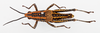 CollectionObject 1504689; 3d442c7f-2480-43e6-90c4-95a7cbbd338c: male, dorsal view (holotype). (CollectionObject).