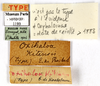 CollectionObject 1587243; MNHN(SF IMPORT DUPLICATE) MNHN-EP-EP1193, 4536d30c-c619-405e-962b-867ce24c1490: CC BY-NC-ND 4.0/MNHN - Depraetere Marion - 2014. Non type, male. Specimen number: MNHN-EP-EP1193. http://coldb.mnhn.fr/catalognumber/mnhn/ep/ep1193. (CollectionObject).