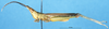 CollectionObject 1581399; b4e997bb-bb73-4161-8e9e-1d906555472a: male, lateral view (paratype). (CollectionObject).