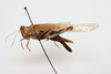 CollectionObject 1541142; 23a88d1c-774c-4bce-97ed-3eff1b2fec64: female, lateral view (holotype of Hyalorrhipis maculipennis). (CollectionObject).