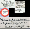 CollectionObject 1517139; 71177708-2973-4c8f-a4cf-9d6b023f8992: labels (holotype). (CollectionObject).