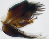 Pygofer, lateral view: (Observation).