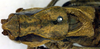CollectionObject 1502599; 43ad56ea-a6f4-42fe-b1d0-da5b53e27b25: male, dorsal view (paratype). (CollectionObject).