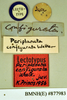 Homalosilpha ustulata (Burmeister, 1838): Lectotype, juvenile, labels. BMNH(E)#877983. (Otu).