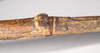 CollectionObject 1557406; NHMUK(SF IMPORT DUPLICATE) 844924, 37726689-92b7-4c0e-9ff3-cfbb3b2e2223: copyright Natural History Museum, London. female: notch on abdominal segment (syntype). (CollectionObject).