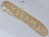 CollectionObject 1578298; 0c4ce193-a856-4a03-a665-592343d1b3e0: male, right tegmen. (CollectionObject).