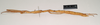 CollectionObject 1561152; NHMUK(SF IMPORT DUPLICATE) 845016, 7716f7f0-1238-415d-af8e-18140b060071: copyright Natural History Museum, London. female, lateral view (holotype). (CollectionObject).
