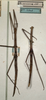 CollectionObject 1561808; NMW 376', 96ff770c-590f-4a06-a637-f77f3ba4b01f: copyright NMW, Vienna. female (holotype). (CollectionObject).