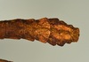 CollectionObject 1557493; 8f0ee6a6-9c88-4a79-ab36-6ed3d5d77847: copyright USNM, Washington. (CollectionObject).