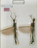 CollectionObject 1561894; 85ffd4c3-3961-46e5-8bf0-37db993fff98: copyright ZFMK. male (syntypes x 2). (CollectionObject).;CollectionObject 1561895; defda478-7dd7-4e76-839a-3b67a3d6774e: copyright ZFMK. male (syntypes x 2). (CollectionObject).