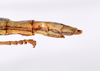CollectionObject 1563569; d53ba9aa-c1b4-4396-b16a-a2c3102a09f9: copyright ZMHB, Berlin. female: end of abdomen, lateral view (paratype). (CollectionObject).;CollectionObject 1563570; b9606b8b-edc8-49be-a110-00ac36b485a8: copyright ZMHB, Berlin. female: end of abdomen, lateral view (paratype). (CollectionObject).