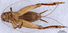 CollectionObject 1961577; 7373eadf-d4f9-4901-8ff9-5d8a9b007c4e, ANSP008_GRYLL_ANSP: Female, ventral view (paratype). (CollectionObject).