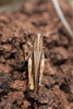 FieldOccurrence 157; cd7dca0f-080d-4529-93dc-98e74f27aad5; Tanzania
southern slopes Mount Kilimanjaro, 2013/12/09: female. (FieldOccurrence).