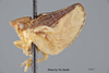 Habitus, lateral view: !! display not done !! on Philatis signata (Van Duzee, 1923): (Observation).