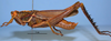 CollectionObject 1513129; 528bf7a3-2fb2-409d-872b-2198844d70df, MLP0058/1: male, lateral view (holotype). (CollectionObject).