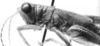 CollectionObject 1524904; 6114750a-6acc-41ef-8e05-5af017e737e2: male head and pronotum, lateral view (holotype). (CollectionObject).