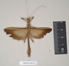 CollectionObject 1560629; 4f1e263e-c78a-4e70-8a15-e4ebcc5b90c0: copyright Natural History Museum, London. female (paralectotype). (CollectionObject).;CollectionObject 1560630; 81cde4ba-3fde-4f61-9420-4172a1b4f9c5: copyright Natural History Museum, London. female (paralectotype). (CollectionObject).