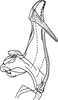 Aedeagus, lateral view on Bretega ensiverpa Stiller, 2017: Aedeagus, lateral view. (Observation).