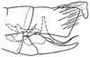Pygofer, lateral view: !! display not done !! on Doleranus vividus (Crumb, 1915): genital capsule, laterally. (Observation).