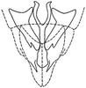 Subgenital plate: !! display not done !! on Bandara (Bandara) parallela Knull, 1946: genital capsule, ventrally. (Observation).