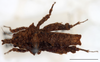 Misythus cristicornis (Walker, 1871): female, dorsal view (Mount Makiling, UPLMNH, scale bar: 5 mm). (Otu).