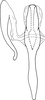 Aedeagus, ventral view: !! display not done !! on Hebata (Hebata) fabalis (DeLong, 1930): Aedeagus, ventral view. (Observation).