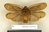 CollectionObject 1572892; ec59d224-8785-434b-a3cd-5a8f6016dade: Copyright Natural History Museum, London. Non-type (adult male) in BM(NH). Ventral view. (CollectionObject).