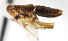 Habitus, lateral view: !! display not done !! on Pissonotus piceus (Van Duzee, 1894): (Observation).
