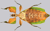 CollectionObject 1591393; e8061657-c81a-457e-94d9-a3708834eef6: copyright IMQC Montreal. female, ventral view (holotype). (CollectionObject).