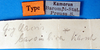 CollectionObject 1500146; 20d8e835-761e-445a-bf67-9b8cb7fbf6ad: labels (holotype). (CollectionObject).