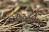 living female in lateral view (from Croatia: Korcula Isl.). Depicts Decticus albifrons (Fabricius, 1775), an Otu.