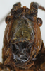 CollectionObject 1514411; MLP3637 [like male], 5e2039d0-d556-484d-8595-170ac1f5b774: 2011. female, frontal view (syntype of Pleminia argentina). (CollectionObject).