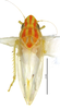 Habitus, dorsal view: Male specimen [DZRJ]: habitus, dorsal view. (Observation).