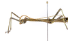CollectionObject 1590191; USNM(SF IMPORT DUPLICATE) RD–044, fc1f0f9e-1e73-4b5b-b0b5-b68c812a0411: copyright USNM, Washington. male: head & thorax, lateral view (holotype). (CollectionObject).