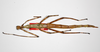 CollectionObject 1558954; d96281f4-62b5-42fc-9e6d-c9cbdae770be: copyright ZMHB, Berlin. female of synonym Hermarchus annulatus (holotype). (CollectionObject).