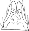 Subgenital plate: !! display not done !! on Arocephalus lakonicus Dlabola, 1980: Subgenital plate. (Observation).