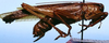 CollectionObject 1522337; aae5d2e0-b48c-4680-a5d6-b1e8224f9855: male (holotype). (CollectionObject).