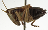 CollectionObject 1529623; 468f95df-a044-409c-ac2c-244e323288d1: male, lateral view (holotype). (CollectionObject).